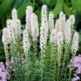 Dense Blazing Star 'Blazing White', Liatris Seeds